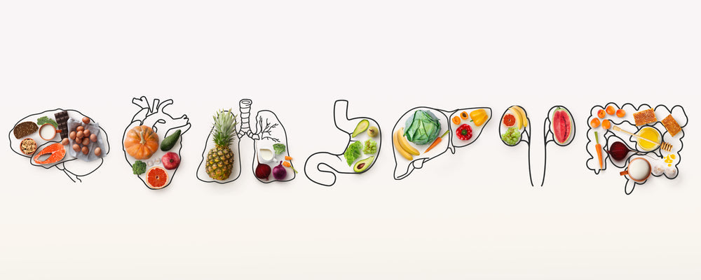 Collage of outlined human internal organs with wholesome foods on a white background