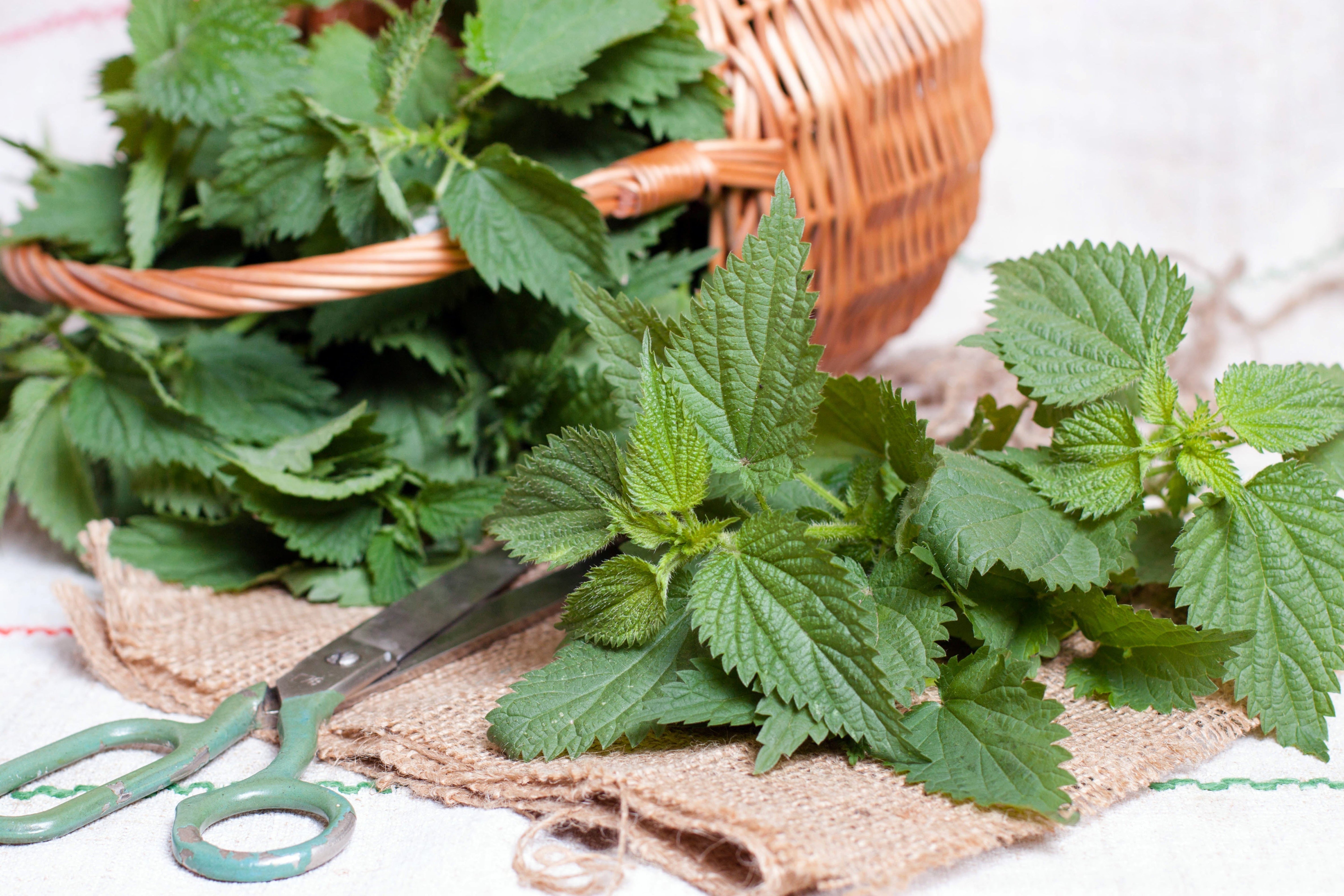 Discover nettle – rich in iron and antioxidants, it supports blood health, detox, and natural energy. Nature’s green power for balance.
